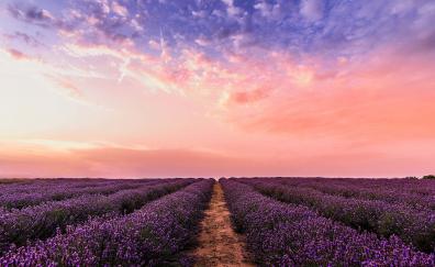 Lavender, flowers, farm, sunset