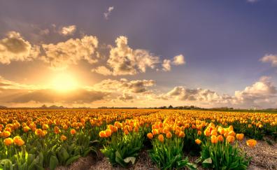 Sunset, nature, tulip farm