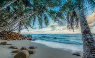 Palms of coastal island, beach, nature