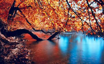 Autumn, nature, lake, reflections, submerged branches of trees