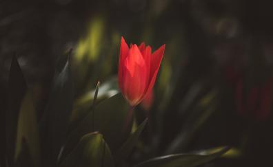 Red, tulip, blur, bud, portrait