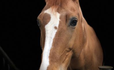 Horse, animal, muzzle