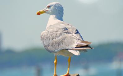 Seagull, bird, white, seabird