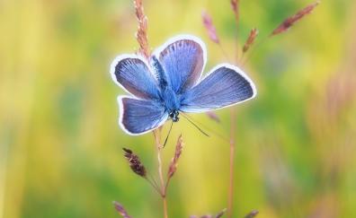 Blue butterfly, exotic