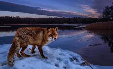 Wildlife, predator, fox, dawn, lake