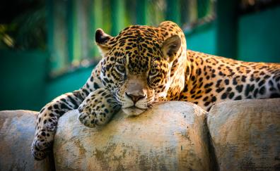 Jaguar, prdator, relaxed, wildcat, zoo