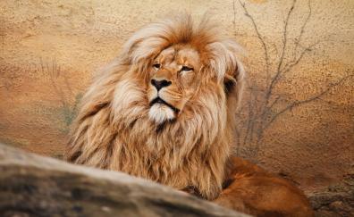 Wildlife, predator, Mighty Lion
