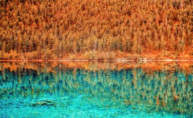 Trees, lake, forest, autumn, nature, reflections