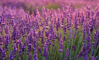 Lavenders, Lavender farm, plants