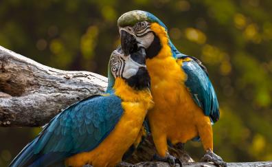 Zoo, parrot, macaw, kiss, pair