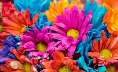 Colorful, flowers, close up