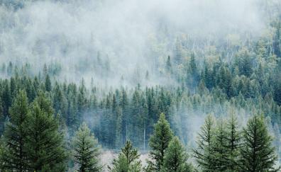 Forest, fog, tree, nature, Montana