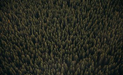 Green trees' tops, forest, aerial view