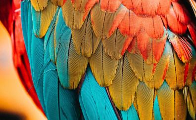 Colorful feathers, parrot, birds, close up 