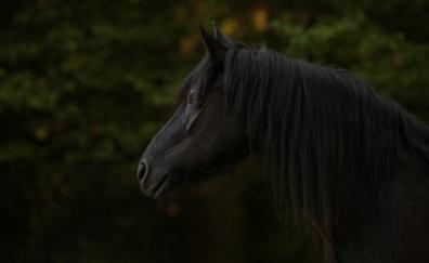 Black horse, animal, muzzle
