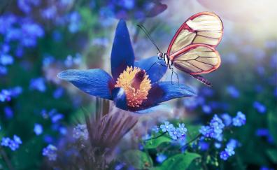 Blue flower, butterfly, meadow, macro