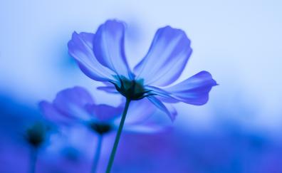 Blue flowers, cosmos, blur