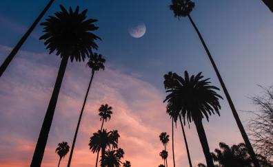 Palms, sunset, silhouette, beautiful
