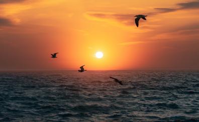 Sunset, sun, birds over sea, nature