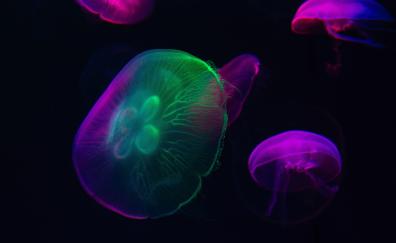 Neon glow, colorful, jellyfish