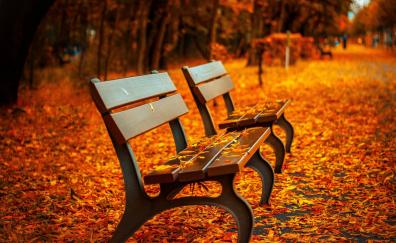 Fall, autumn, leaves on path, benches, garden
