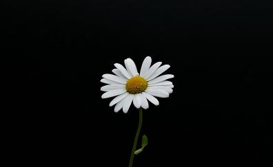Portrait, white flower, minimal, daisy