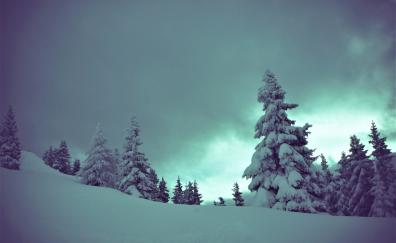 Tree, winter, cloudy sky, snow