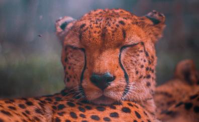 Wildlife, relaxed, predator, sleep, cheetah