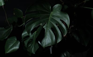 Big leaf, plant, flora