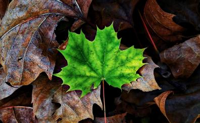 Green Leaf, maple, autumn, close up
