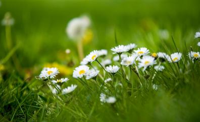 Meadow, small white daisy, green grass