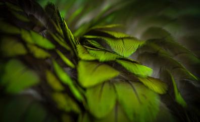 Plumage, green, feathers, close up
