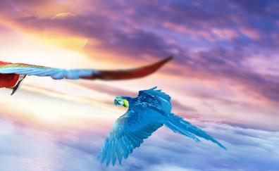 Macaw, Journey, flights, sky, art