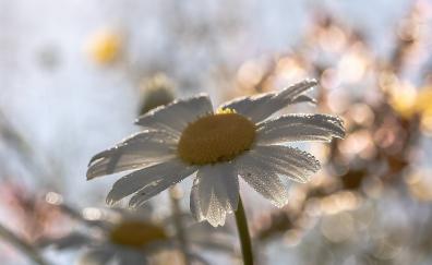 White daisy, drops, blur