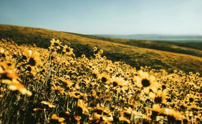 Yellow flower field, spring, landscape, nature