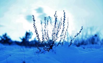 Snow cover, plants, winter, landscape, nature