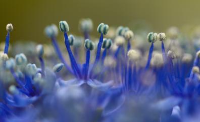 Close up, blue flower, pollen
