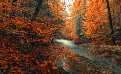 Tree, forest, nature, orange branches, tree, autumn