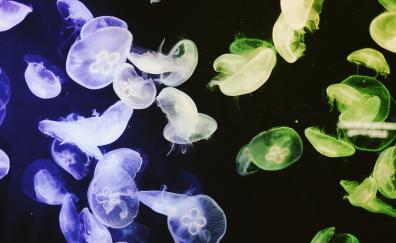 Jellyfishes, blue-green, colorful