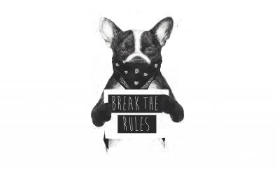 Artwork, bulldog, Rebel dog, bw