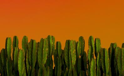 Cactus, green plants, desert plants
