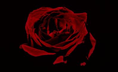 Red rose, portrait