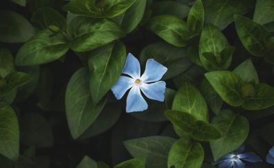Flower, bloom, leaves, bright, blue flower