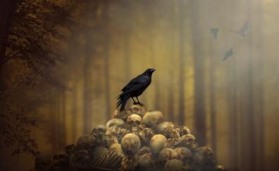 Fantasy, raven, skulls' heap, bird