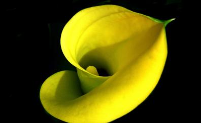Iris, flower, yellow, close up
