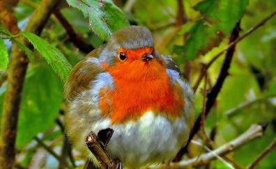 Robin, bird, close up