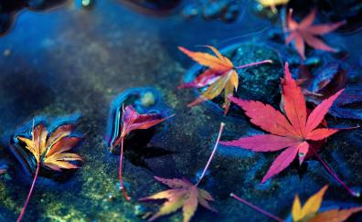 Maple leaves, water surface, autumn