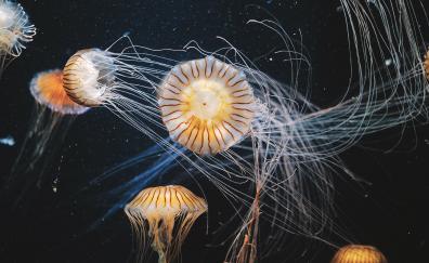 Aquarium, animals, aquatic, jellyfish