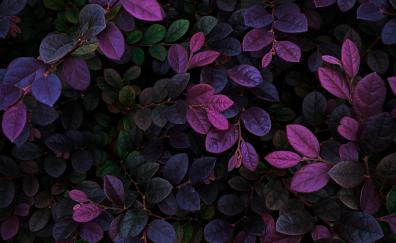 Violet leaves, veins, branches, plants