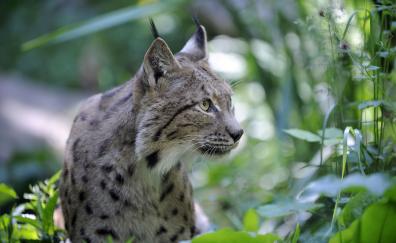 Lynx, wild cat, curious